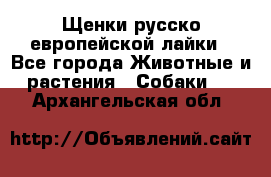 Щенки русско европейской лайки - Все города Животные и растения » Собаки   . Архангельская обл.